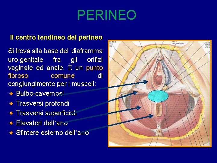 PERINEO Il centro tendineo del perineo Si trova alla base del diaframma uro-genitale fra