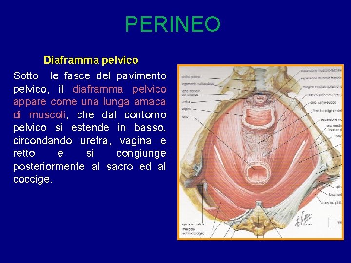 PERINEO Diaframma pelvico Sotto le fasce del pavimento pelvico, il diaframma pelvico appare come PERINEO Diaframma pelvico Sotto le fasce del pavimento pelvico, il diaframma pelvico appare come