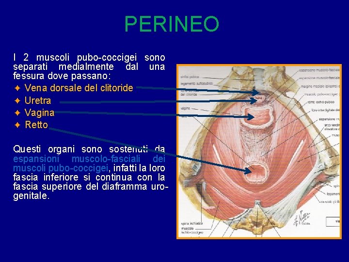 PERINEO I 2 muscoli pubo-coccigei sono separati medialmente dal una fessura dove passano: ✦