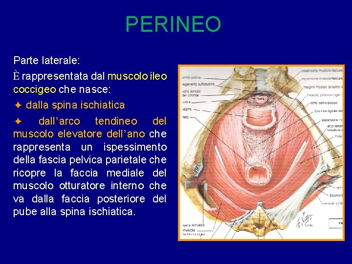 PERINEO Parte laterale: È rappresentata dal muscolo ileo coccigeo che nasce: ✦ dalla spina