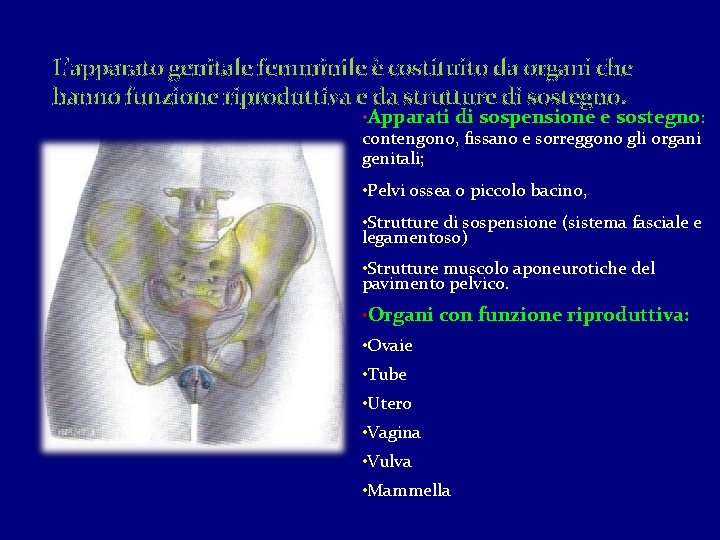L’apparato genitale femminile è costituito da organi che hanno funzione riproduttiva e da strutture