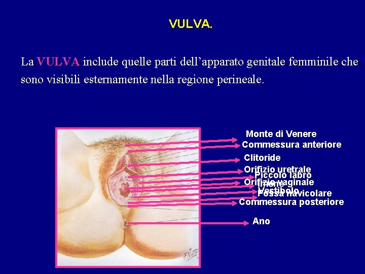 VULVA. La VULVA include quelle parti dell’apparato genitale femminile che sono visibili esternamente nella