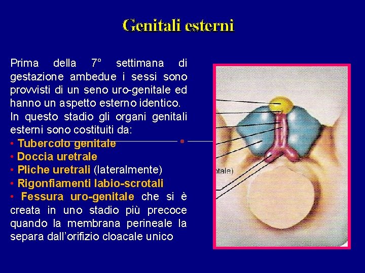 Genitali esterni Prima della 7° settimana di gestazione ambedue i sessi sono provvisti di