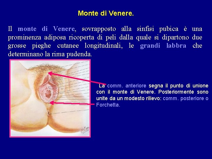 Monte di Venere. Il monte di Venere, sovrapposto alla sinfisi pubica è una prominenza