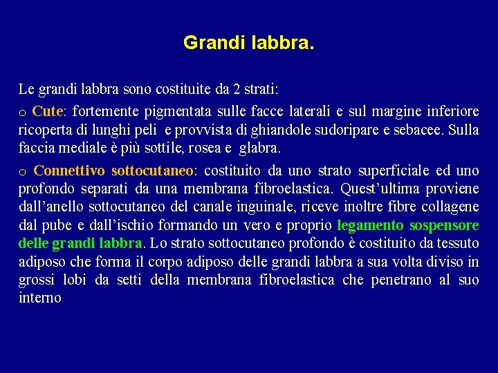 Grandi labbra. Le grandi labbra sono costituite da 2 strati: o Cute: Cute fortemente