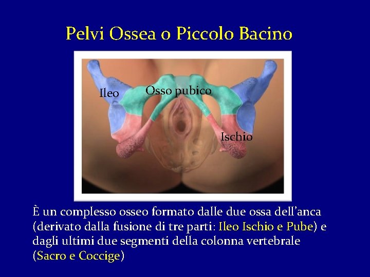 Pelvi Ossea o Piccolo Bacino Ileo Osso pubico Ischio È un complesso osseo formato