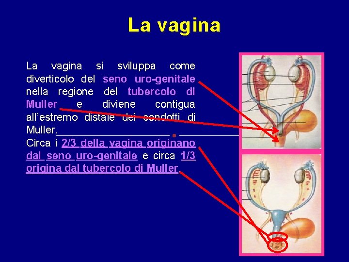 La vagina si sviluppa come diverticolo del seno uro-genitale nella regione del tubercolo di