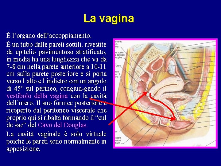 La vagina È l’organo dell’accoppiamento. È un tubo dalle pareti sottili, rivestite da epitelio