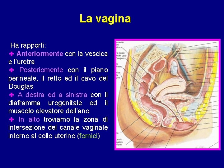 La vagina Ha rapporti: ✤ Anteriormente con la vescica e l’uretra ✤ Posteriomente con La vagina Ha rapporti: ✤ Anteriormente con la vescica e l’uretra ✤ Posteriomente con