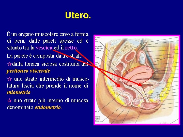 Utero. È un organo muscolare cavo a forma di pera, dalle pareti spesse ed Utero. È un organo muscolare cavo a forma di pera, dalle pareti spesse ed