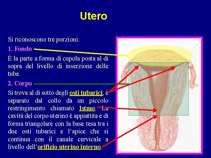 Utero Si riconoscono tre porzioni: 1. Fondo È la parte a forma di cupola