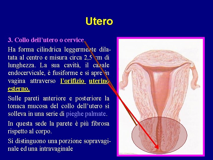 Utero 3. Collo dell’utero o cervice Ha forma cilindrica leggermente dilatata al centro e