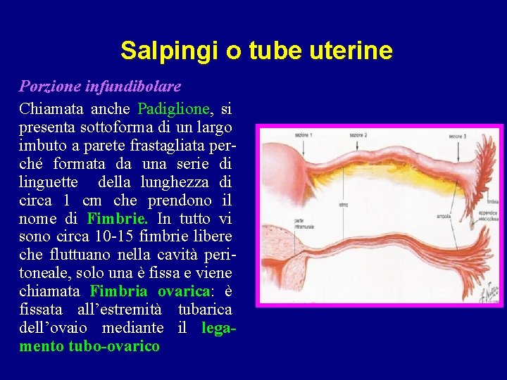 Salpingi o tube uterine Porzione infundibolare Chiamata anche Padiglione, si presenta sottoforma di un