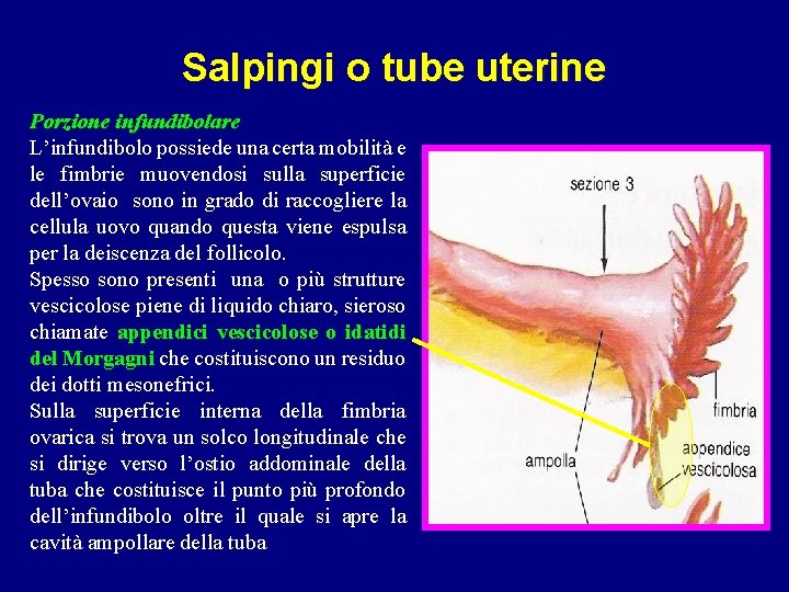 Salpingi o tube uterine Porzione infundibolare L’infundibolo possiede una certa mobilità e le fimbrie Salpingi o tube uterine Porzione infundibolare L’infundibolo possiede una certa mobilità e le fimbrie