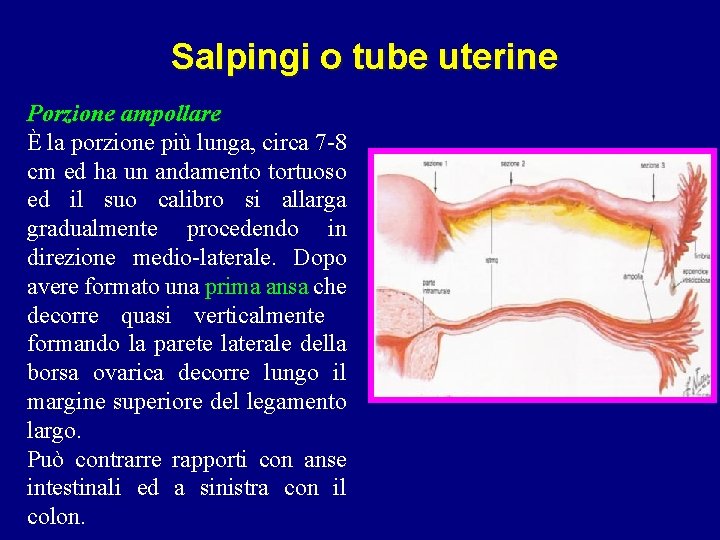 Salpingi o tube uterine Porzione ampollare È la porzione più lunga, circa 7 -8