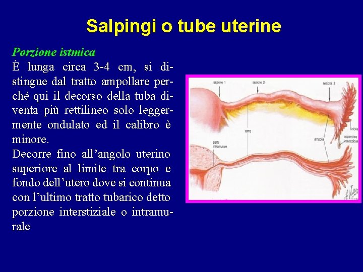 Salpingi o tube uterine Porzione istmica È lunga circa 3 -4 cm, si distingue