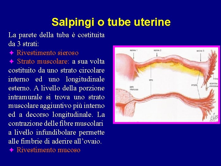 Salpingi o tube uterine La parete della tuba è costituita da 3 strati: ✦