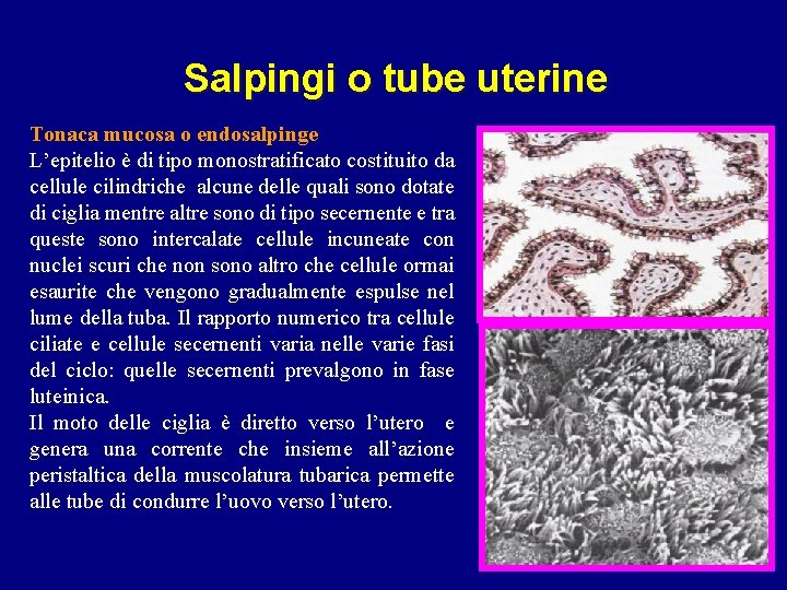 Salpingi o tube uterine Tonaca mucosa o endosalpinge L’epitelio è di tipo monostratificato costituito