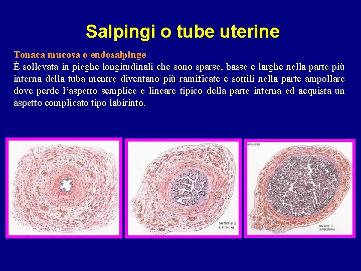 Salpingi o tube uterine Tonaca mucosa o endosalpinge È sollevata in pieghe longitudinali che Salpingi o tube uterine Tonaca mucosa o endosalpinge È sollevata in pieghe longitudinali che