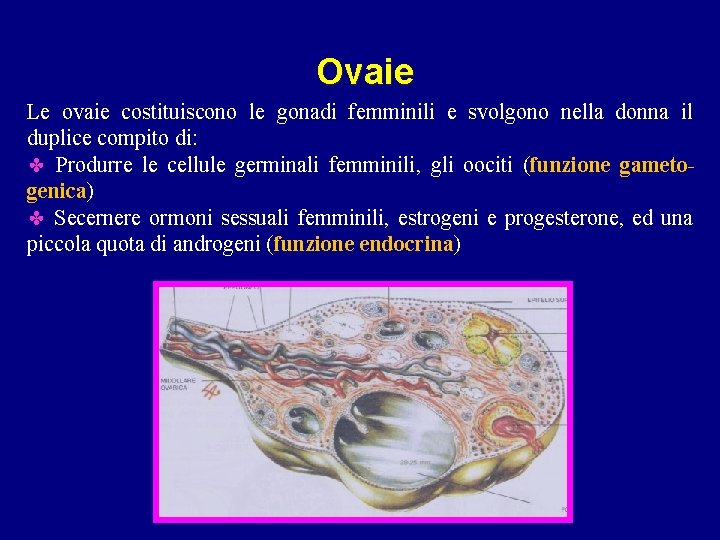 Ovaie Le ovaie costituiscono le gonadi femminili e svolgono nella donna il duplice compito Ovaie Le ovaie costituiscono le gonadi femminili e svolgono nella donna il duplice compito