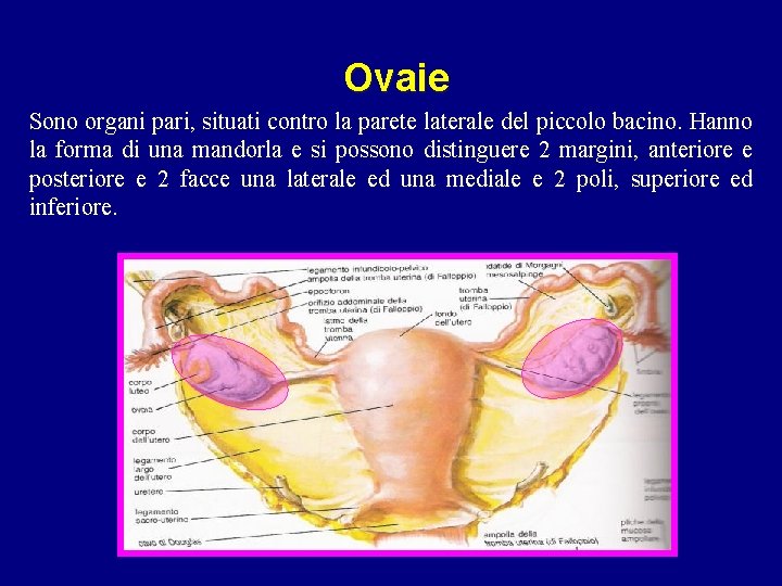 Ovaie Sono organi pari, situati contro la parete laterale del piccolo bacino. Hanno la Ovaie Sono organi pari, situati contro la parete laterale del piccolo bacino. Hanno la
