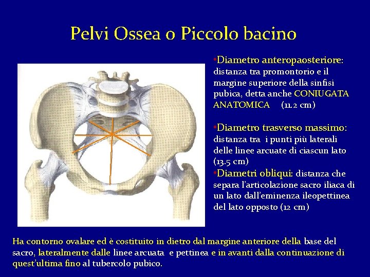 Pelvi Ossea o Piccolo bacino • Diametro anteropaosteriore: distanza tra promontorio e il margine