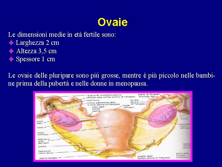 Ovaie Le dimensioni medie in età fertile sono: ✤ Larghezza 2 cm ✤ Altezza Ovaie Le dimensioni medie in età fertile sono: ✤ Larghezza 2 cm ✤ Altezza