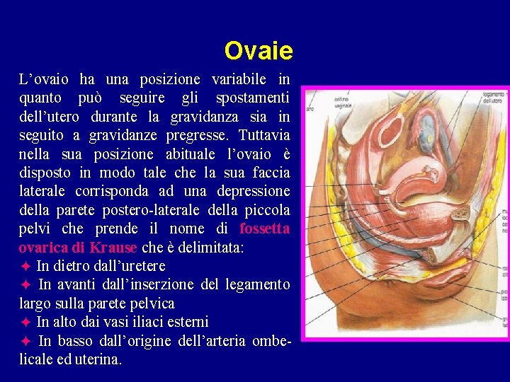 Ovaie L’ovaio ha una posizione variabile in quanto può seguire gli spostamenti dell’utero durante