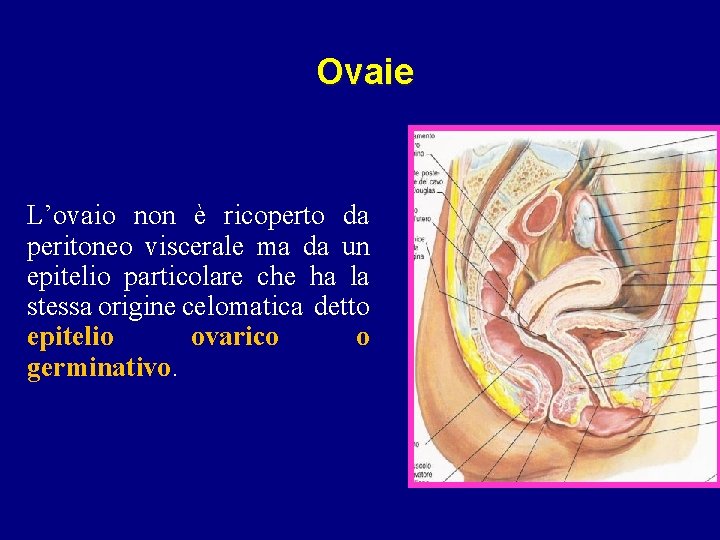 Ovaie L’ovaio non è ricoperto da peritoneo viscerale ma da un epitelio particolare che