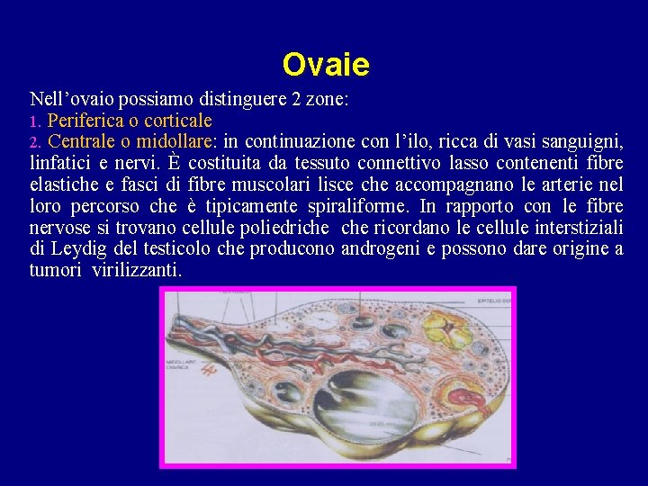 Ovaie Nell’ovaio possiamo distinguere 2 zone: 1. Periferica o corticale 2. Centrale o midollare: