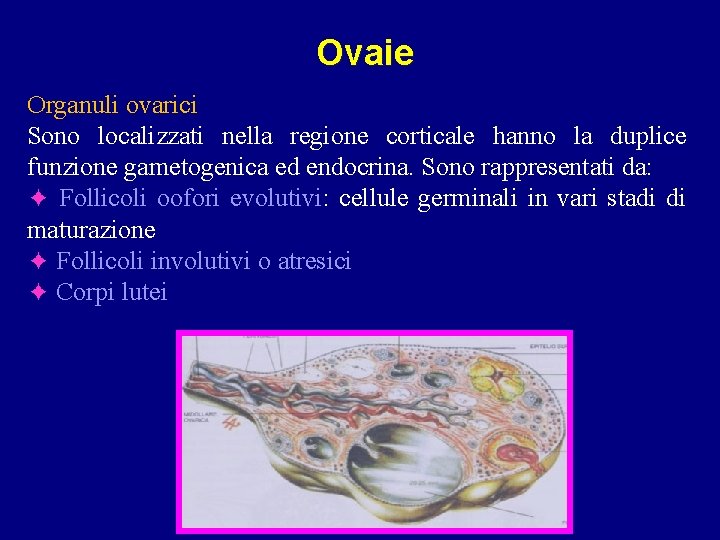 Ovaie Organuli ovarici Sono localizzati nella regione corticale hanno la duplice funzione gametogenica ed