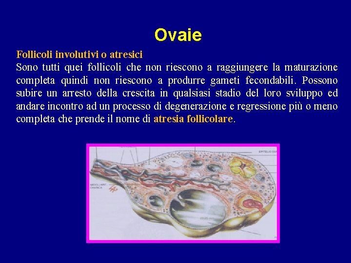 Ovaie Follicoli involutivi o atresici Sono tutti quei follicoli che non riescono a raggiungere Ovaie Follicoli involutivi o atresici Sono tutti quei follicoli che non riescono a raggiungere