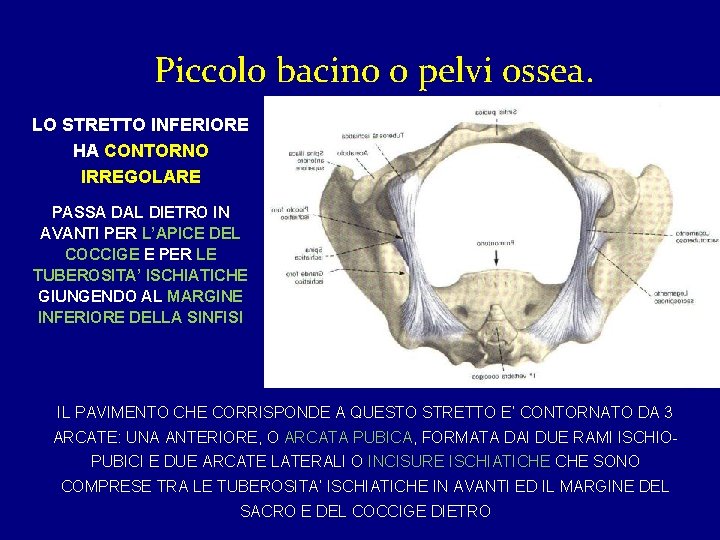 Piccolo bacino o pelvi ossea. LO STRETTO INFERIORE HA CONTORNO IRREGOLARE PASSA DAL DIETRO