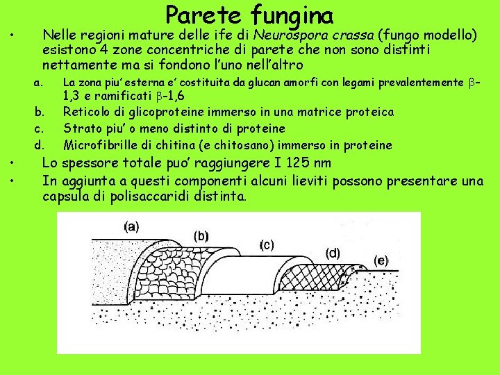  • Parete fungina Nelle regioni mature delle ife di Neurospora crassa (fungo modello)
