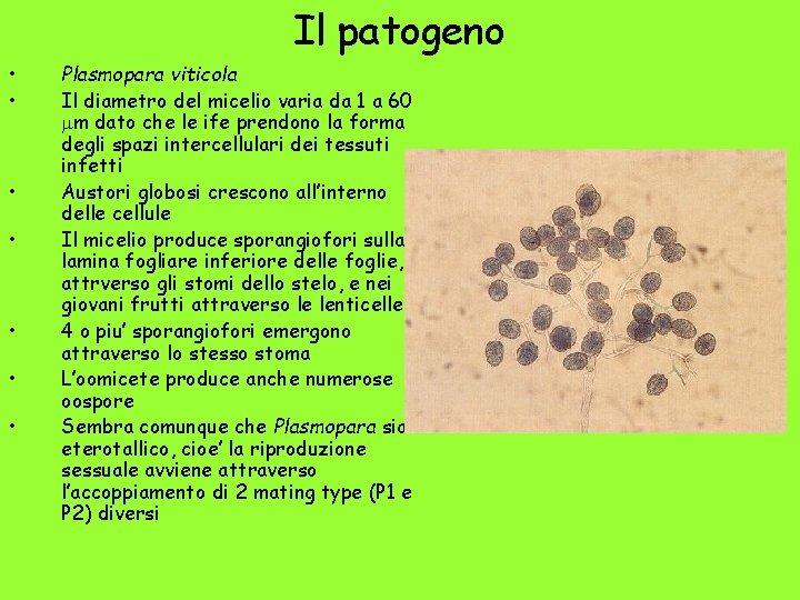 Il patogeno • • Plasmopara viticola Il diametro del micelio varia da 1 a