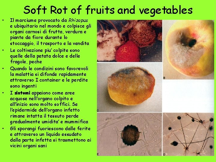  • • • Soft Rot of fruits and vegetables Il marciume provocato da