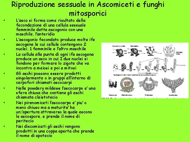  • • Riproduzione sessuale in Ascomiceti e funghi mitosporici L’asco si forma come