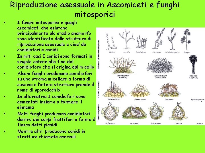  • • • Riproduzione asessuale in Ascomiceti e funghi mitosporici I funghi mitosporici