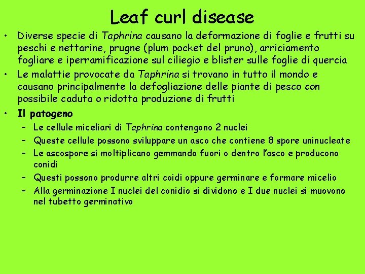 Leaf curl disease • Diverse specie di Taphrina causano la deformazione di foglie e