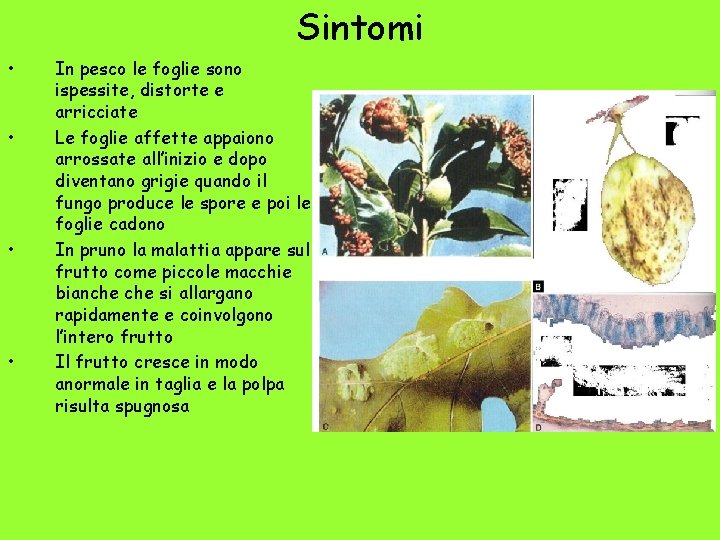 Sintomi • • In pesco le foglie sono ispessite, distorte e arricciate Le foglie