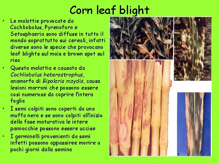 • • Corn leaf blight Le malattie provocate da Cochliobolus, Pyrenofora e Setosphaeria