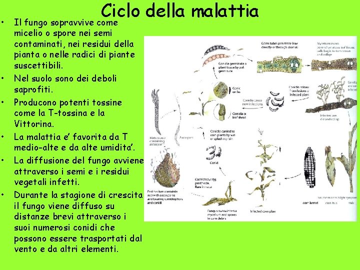  • • • Ciclo della malattia Il fungo sopravvive come micelio o spore