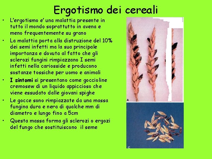  • • • Ergotismo dei cereali L’ergotismo e’ una malattia presente in tutto