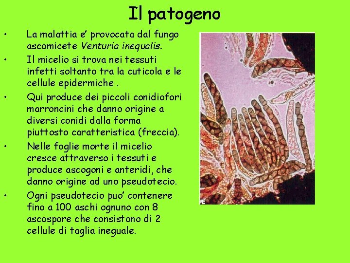 Il patogeno • • • La malattia e’ provocata dal fungo ascomicete Venturia inequalis.