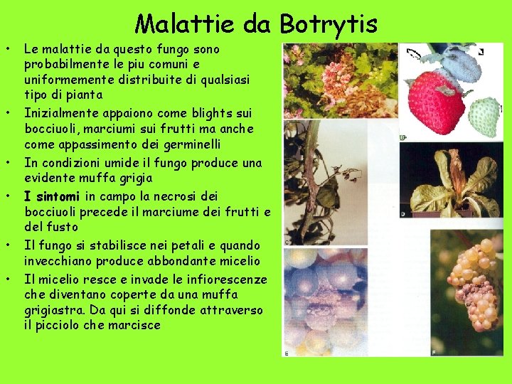  • • • Malattie da Botrytis Le malattie da questo fungo sono probabilmente
