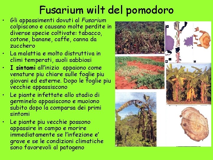 Fusarium wilt del pomodoro • Gli appassimenti dovuti al Fusarium colpiscono e causano molte