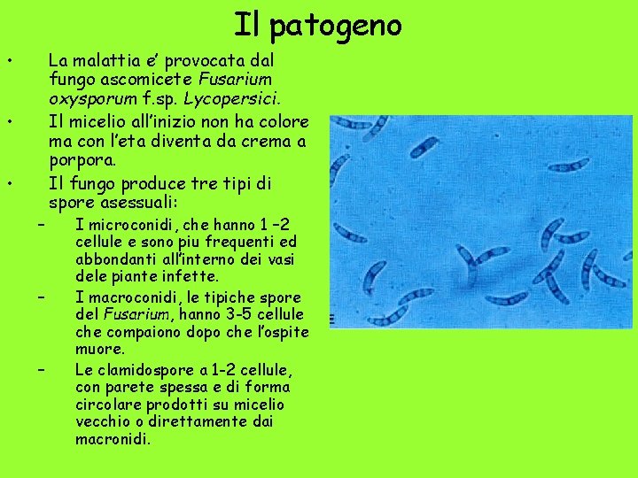 Il patogeno • • • – – – La malattia e’ provocata dal fungo