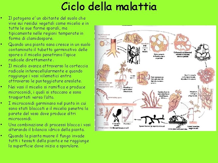 Ciclo della malattia • • Il patogeno e’ un abitante del suolo che vive