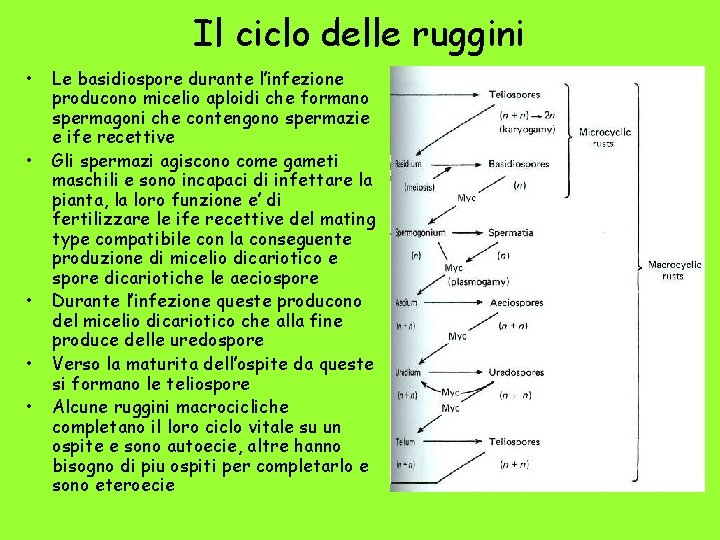 Il ciclo delle ruggini • • • Le basidiospore durante l’infezione producono micelio aploidi