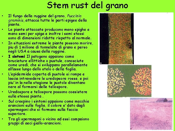 Stem rust del grano • • Il fungo della ruggine del grano, Puccinia graminis,